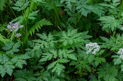 Chaerophyllum villarsii