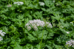 Chaerophyllum villarsii