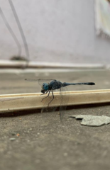 Diplacodes trivialis