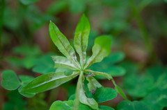 Peronospora calotheca