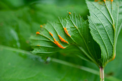 Triphragmium ulmariae