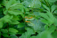 Triphragmium ulmariae