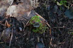 Piceomphale bulgarioides