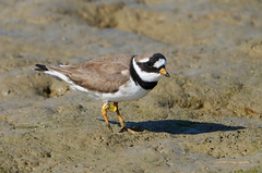 Charadrius hiaticula
