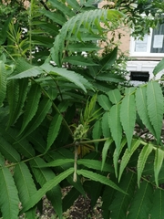 Rhus typhina