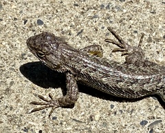 Sceloporus occidentalis