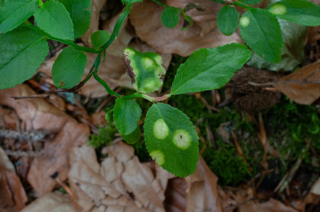 Exobasidium arescens