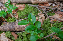Exobasidium arescens