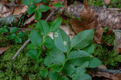 Exobasidium arescens