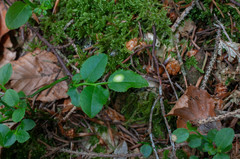 Exobasidium arescens