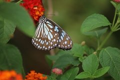 Tirumala limniace