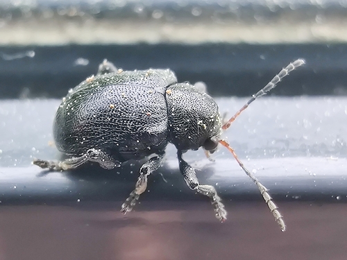 Western Grape Rootworm