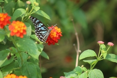 Tirumala limniace