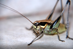 Eupholidoptera smyrnensis