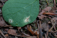 Puccinia festucae