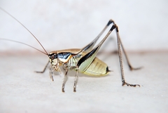 Eupholidoptera smyrnensis