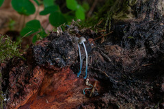 Mycena cyanorhiza