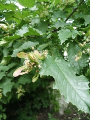 Acer tataricum
