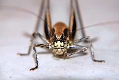 Eupholidoptera smyrnensis