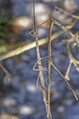 Anophelepis telesphorus