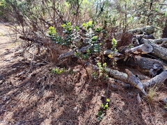 Arctostaphylos tomentosa hebeclada