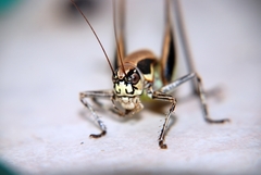 Eupholidoptera smyrnensis