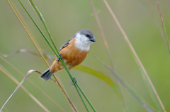 Sporophila palustris