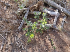 Arctostaphylos tomentosa hebeclada