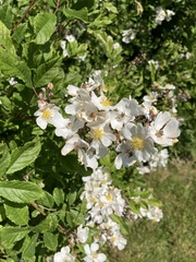 Rosa