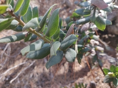 Arctostaphylos tomentosa hebeclada