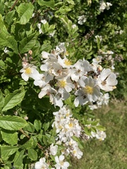 Rosa