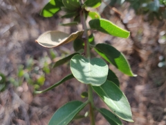 Arctostaphylos tomentosa hebeclada