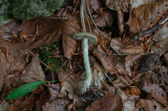 Agrocybe xanthocystis