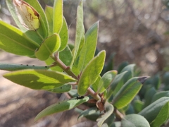 Arctostaphylos tomentosa hebeclada