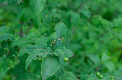 Puccinia festucae