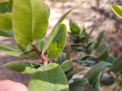 Arctostaphylos tomentosa hebeclada