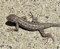 Sceloporus occidentalis