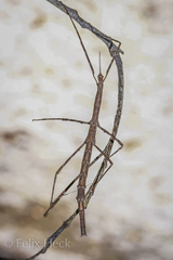 Anophelepis telesphorus