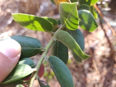 Arctostaphylos tomentosa hebeclada