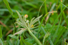 Peronospora hiemalis