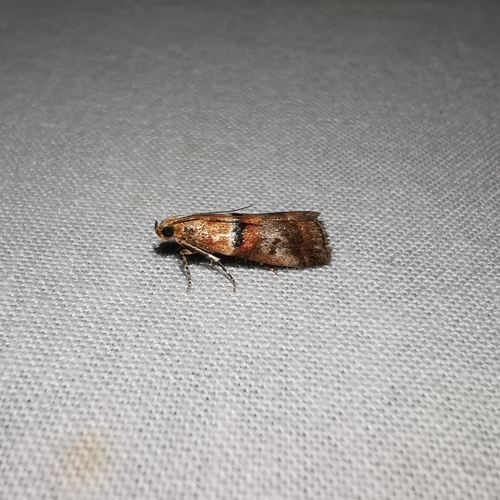 Acrobasis repandana