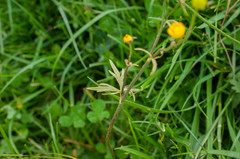 Peronospora hiemalis