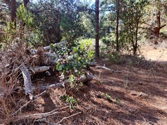 Arctostaphylos tomentosa hebeclada