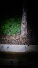 Prionailurus bengalensis