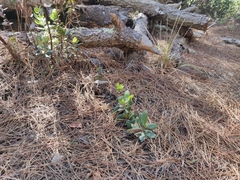 Arctostaphylos tomentosa hebeclada