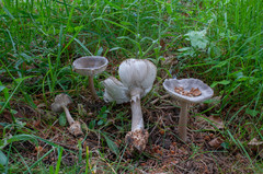 Amanita umbrinolutea