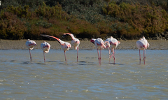 Phoenicopterus roseus