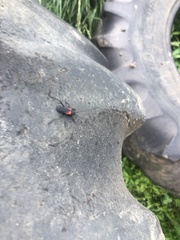 Purpuricenus humeralis