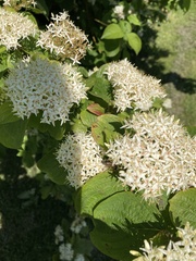 Cornus sericea