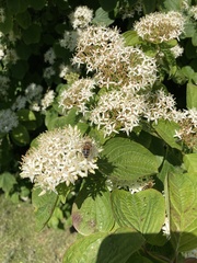 Cornus sericea